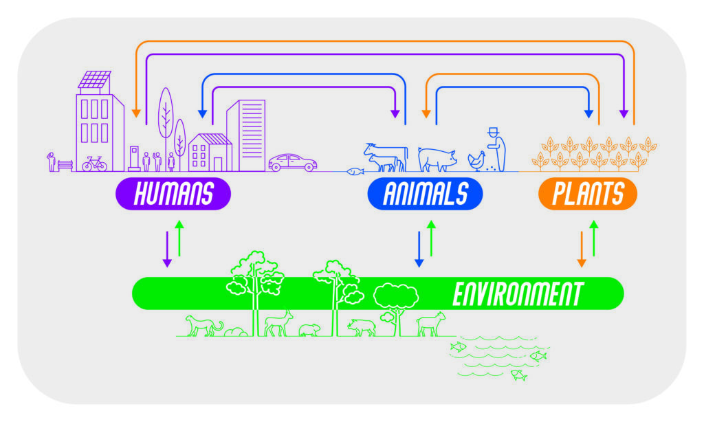 One Health: the Connection between Human and Animal Health for a ...