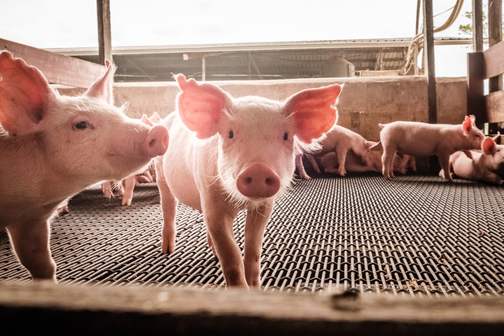 Pigs in a swine farm