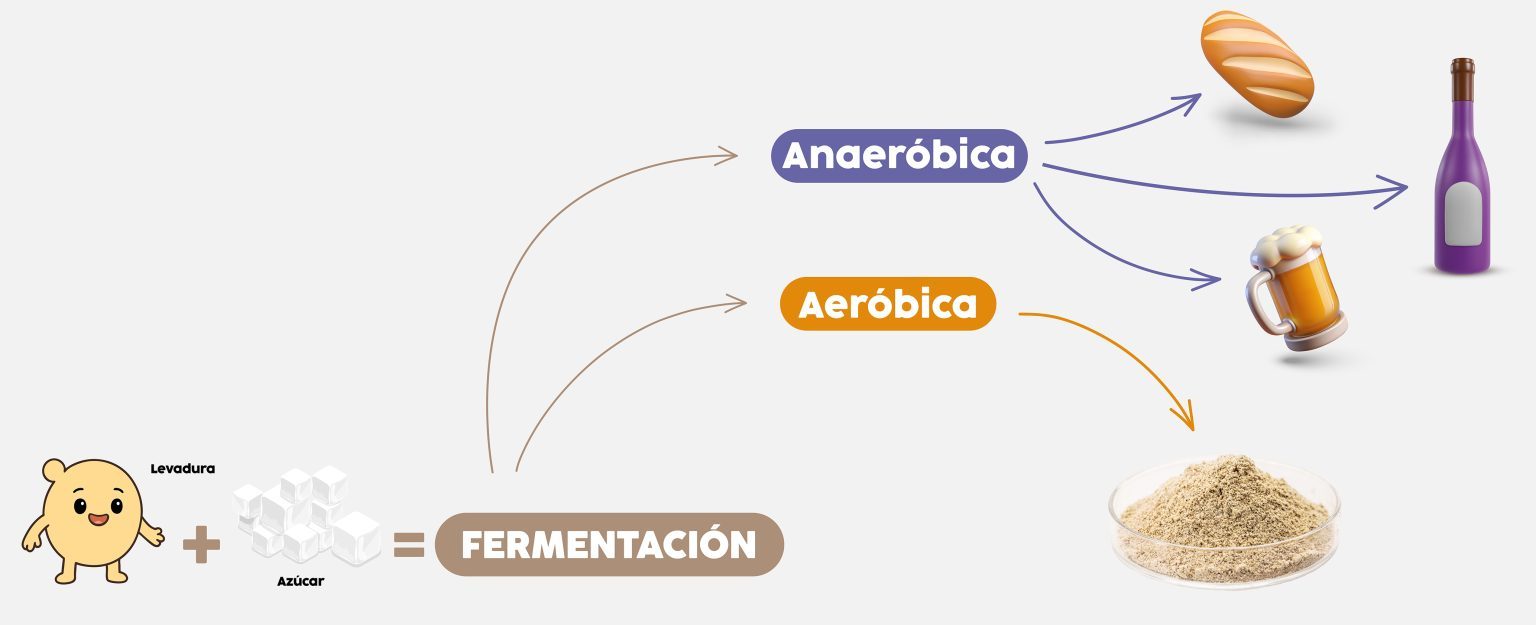 Levadura Comprenda El Proceso De Producci n Y Los Beneficios De Este Levadura Comprenda El Proceso De Producci n Y Los Beneficios De Este