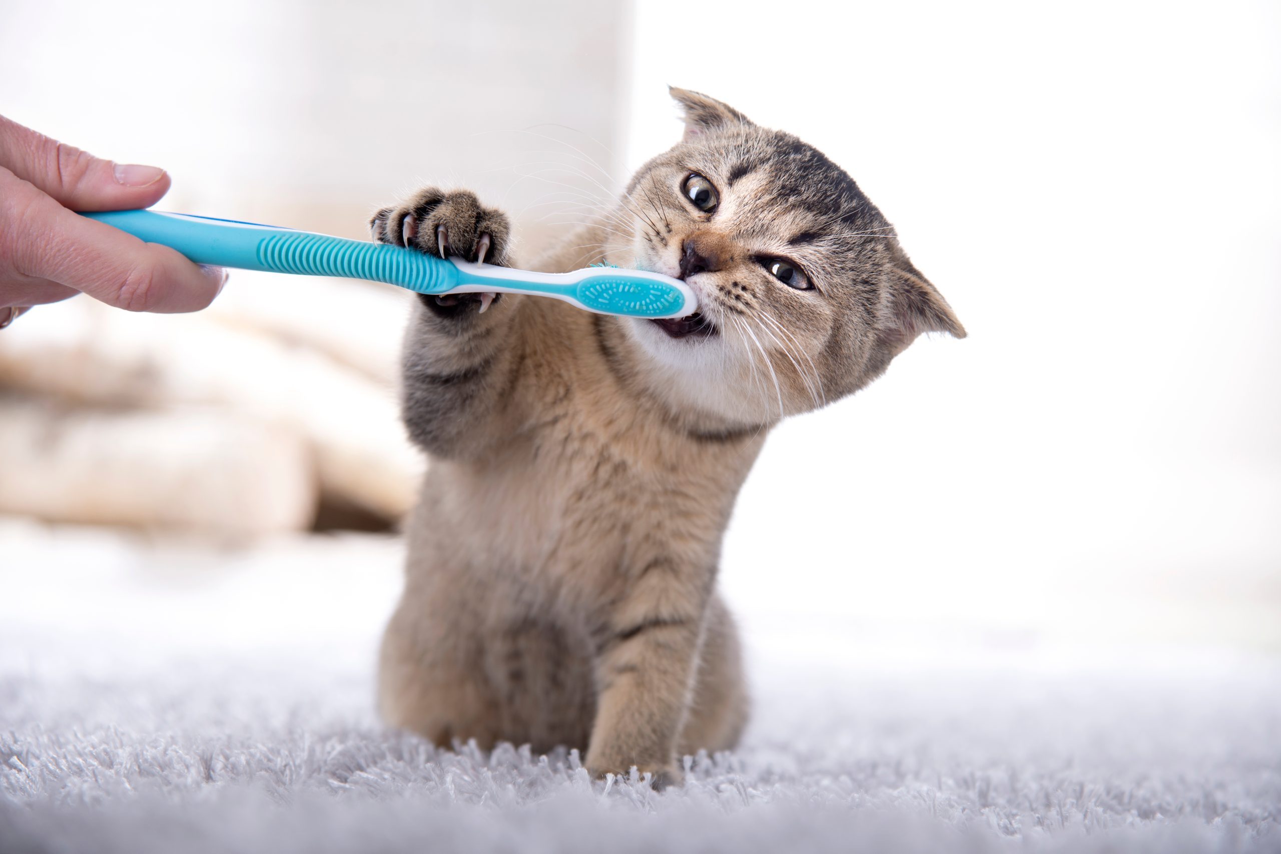 gato com escova de dente